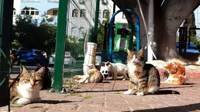 Sera Kadıgil'in talebiyle 'katliam yasası' teklifinde kediler kapsam dışına alındı