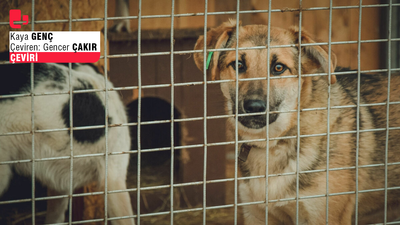 Her şey başarısız olduğunda köpekleri suçlayın