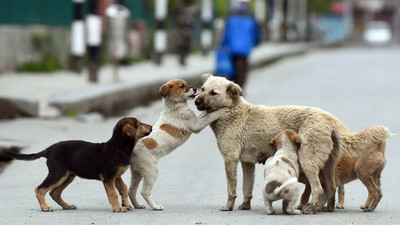 Bakan Yumaklı: Köpekleri öldürmeyen belediyecilere hapis cezası verilecek