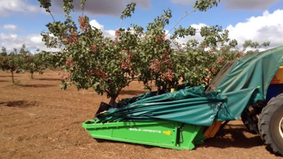 Kilis’te yeşil altın hasadı: Ekenlerin yüzü gülecek, kilosu 600 liradan satılıyor