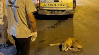 Silvan Belediyesi'nden açıklama: Barınağa götürülen köpekler kısırlaştırıldıktan sonra yaşam alanlarına geri bırakılacak