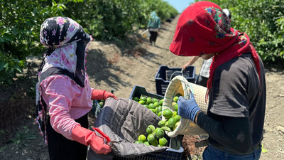 Limon hasadı başladı: Bahçede kilosu 10 lira