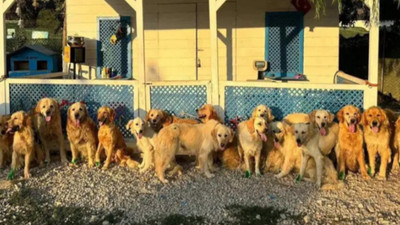 İngiltere'de bir yardım kuruluşundan Türkiye'deki köpekler için 'kurtarma projesi'