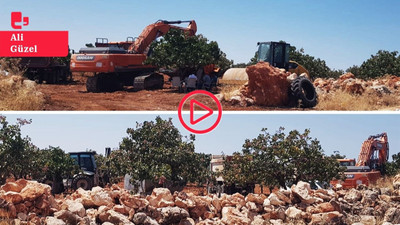 Urfa'da yüzlerce dönüm fıstıklık TOKİ'ye devredildi: 'Araziler bize dedelerimizden kaldı, ağaçları sökecekler'