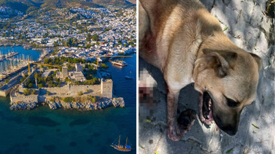 Bodrum'da bir köpek daha silahla vuruldu: Ayağı kesilecek