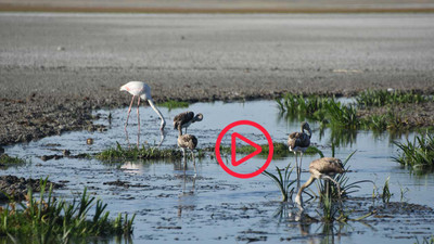 'Flamingo cenneti' Küçük Göl kurudu