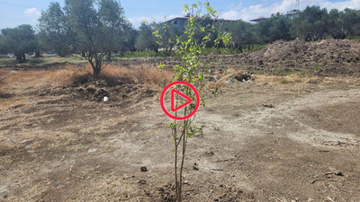 Defne'de zeytin ağaçlarını koruma nöbeti: 'Onlar kesiyor, biz dikiyoruz'