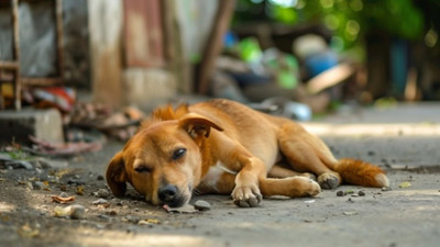 Çanakkale'de silahla vurulan köpeklerden ikisi öldü