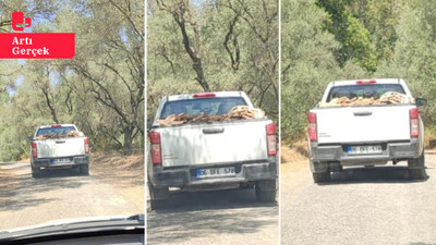 Muğla’da 'tarihi kıyım' iddiası: Antik pithos mezarları pikapla taşındı