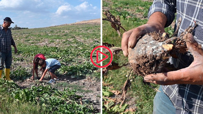 Yozgat'ta şeker pancarını vuran hastalık üretimi tehdit ediyor: 'Fiyatlar böyle giderse battık'