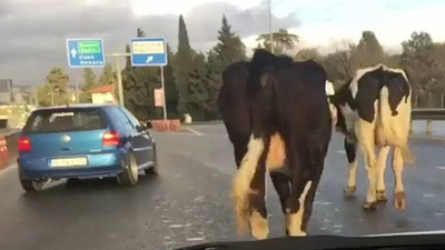 İneklerin trafikteki yolcuğu sürücüleri zorladı