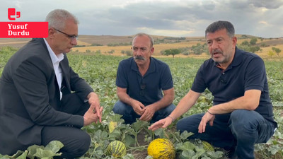 Malatya’da para etmeyen kavun tarlada kaldı: '3 liraya alıcı bulamıyoruz'