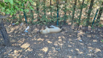 Ankara'da bir sitede 8 köpek zehirlenerek öldürüldü