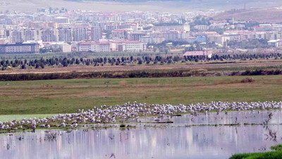 Yağmur sularıyla Erzurum Ovası’nda 30 'kuş cenneti' oluştu