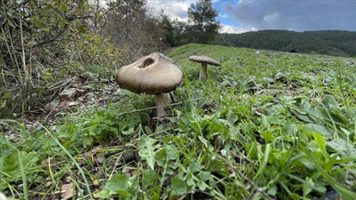 Çorum'da mantar zehirlenmesi: 8 kişi hastanede