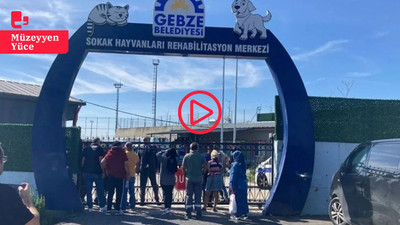 Gebze’de hayvan katliamı: Köpek ve kediler Keta-Control denen anestezi ile mi öldürüldü?