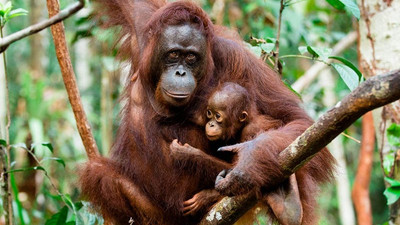 16 yılda 100 bin orangutan yok edildi