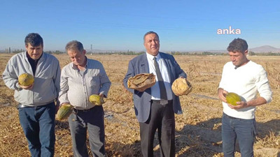 Kavunlar tarlada kaldı, hayvan yemi oldu