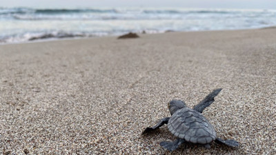 Akdeniz'de rekor sıcaklık: Caretta caretta yavrularının yüzde 90'ı dişi çıktı