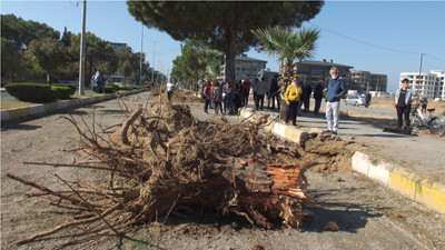 Burhaniye'de yol yapımı için ağaçlar kesildi