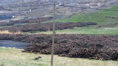 Şırnak'ta ağaç kıyımı