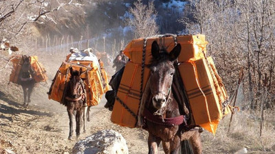 Katırlar tutuksuz yargılanacak