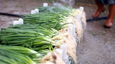 Günde 1 dal yemek bile şifa depolamanızı sağlıyor; Her akşam tüketilmeli