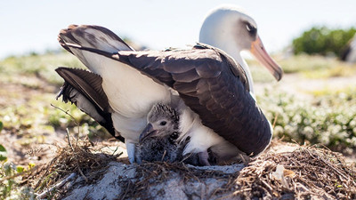 67 yaşındaki albatros kuşu anne oldu