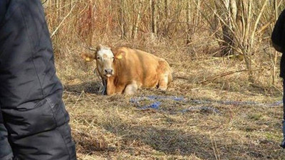 Özgürlüğüne kaçan inek yakalanınca stresten öldü