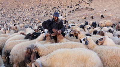 Van'da yayla yasağı: Hayvanlar otlamaya araçlarla götürülecek