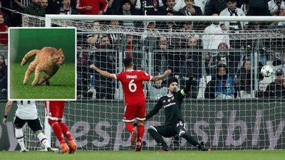 Beşiktaş - Bayern Münih maçının kahramanı kedi oldu