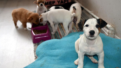 Kapıkule'de yavru köpekleri satın alan olmadı