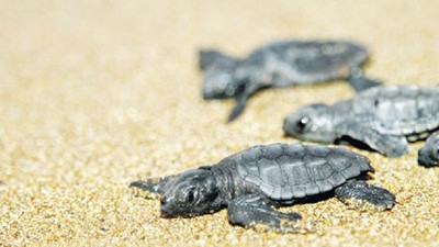 Bodrum'da ölü caretta caretta sahile vurdu