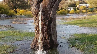 Doğa harikası dut ağacının gövdesinden su fışkırıyor