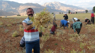 Maçoğlu: Devlet Ovacık'ı ranta açmak istiyor