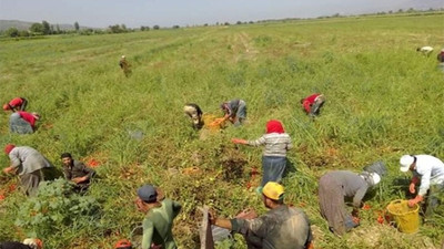 Tarlayı ilaçlarken Suriyeli tarım işçilerini zehirlediler