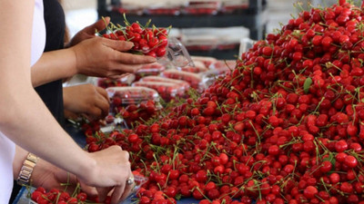 'Erkenci kiraz bu yıl erkenci'