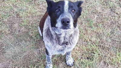 Sahibini korudu 'fahri polis köpeği' oldu