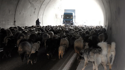 Yüzlerce koyun tüneli kapattı