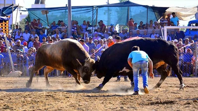 Milas'ta Boğa Güreşi Festivali