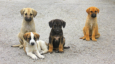 Yavru köpekleri telle boğup, başlarını taşla ezdiler