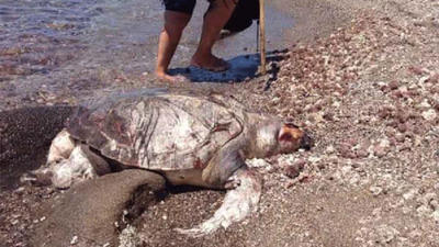 Ölü caretta carettanın midesinden plastik atıklar çıktı