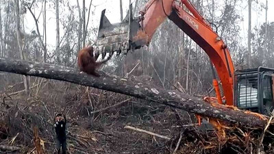 Orangutan vahşi insana karşı