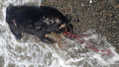 Sahilde iple bağlanmış ölü köpek bulundu