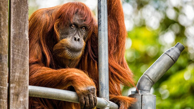 Dünyanın en yaşlı Sumatra orangutanı öldü