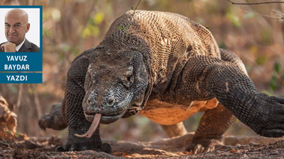 'Komodo Isırığı'