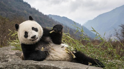 22 bin yıllık fosilden yeni bir panda türü keşfedildi