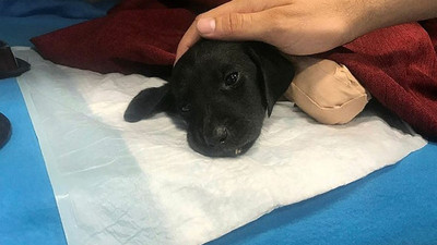 Veteriner: Yavru köpeğe uygulanan şiddet insan işi