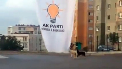 Bayrak indiren köpekler güldürdü