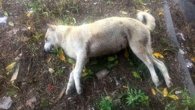 Isparta'da av tüfekli katliam: 4 köpek öldürüldü, 3 yavru yoğun bakımda